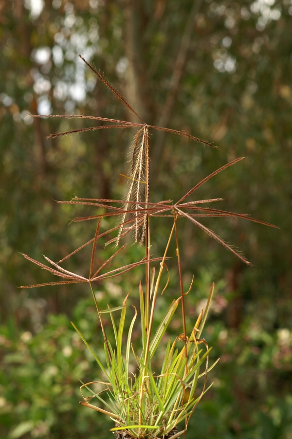 Chloris truncata